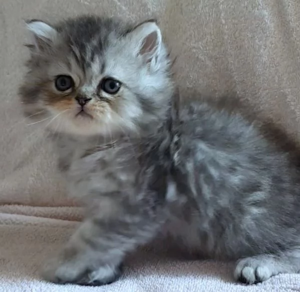 Gattino maschio persiano normotipico  | Foto 2
