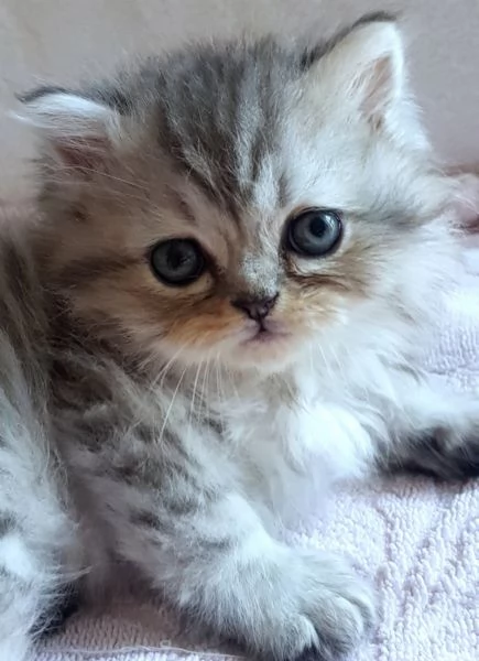 Gattino maschio persiano normotipico  | Foto 1