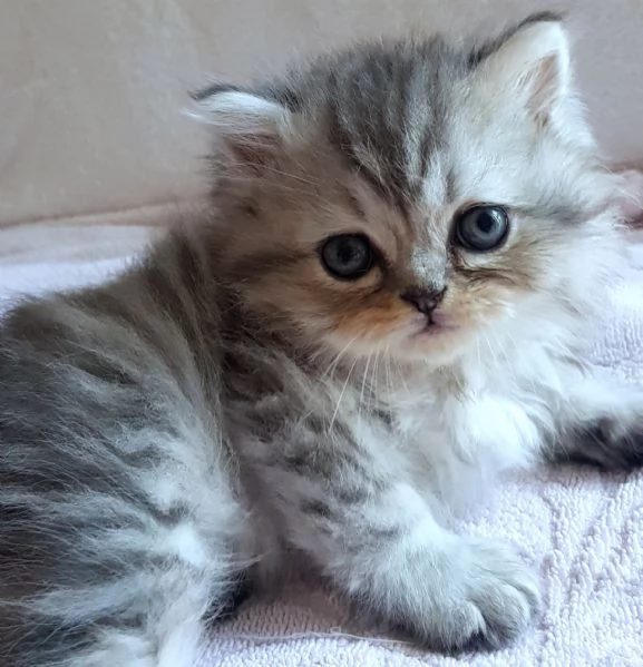 Gattino persiano maschio normotipico 