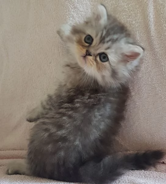 Gattino persiano maschio normotipico  | Foto 5