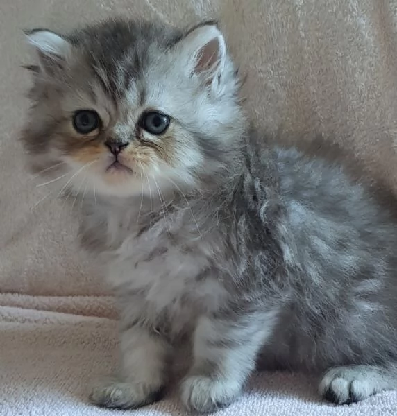 Gattino persiano maschio normotipico  | Foto 0