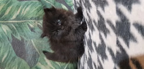 Cucciolo di persiani normotipici maschio  | Foto 6