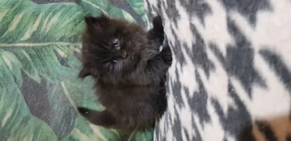 Cucciolo di persiani normotipici maschio  | Foto 5