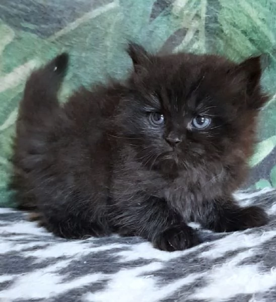 Cucciolo di persiani normotipici maschio 