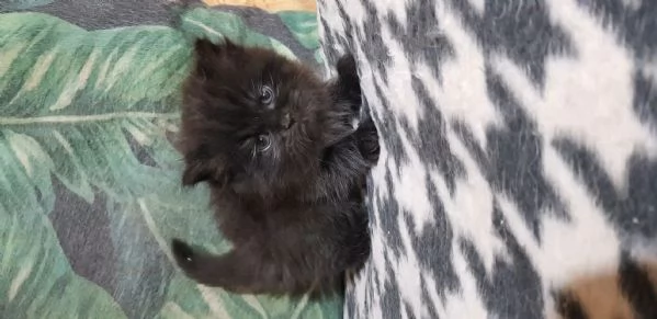 Cucciolo di persiani normotipici maschio  | Foto 3