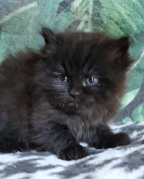 Cucciolo di persiani normotipici maschio  | Foto 2