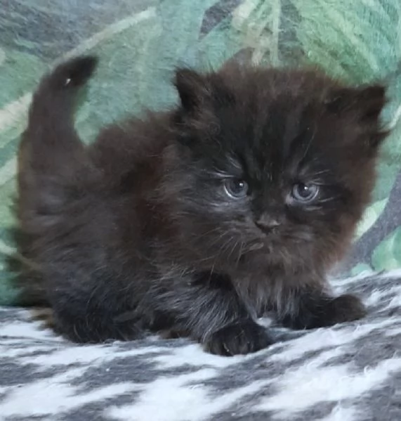 Cucciolo di persiani normotipici maschio  | Foto 0