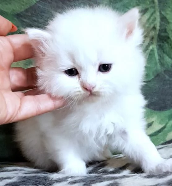 Cucciolo di persiani normotipici maschio  | Foto 3