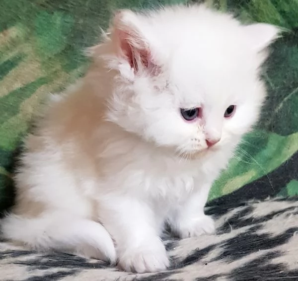 Cucciolo di persiani normotipici maschio  | Foto 2