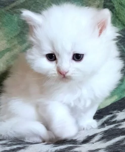 Cucciolo di persiani normotipici maschio 