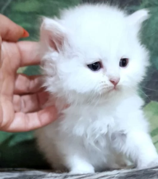 Cucciolo di persiani normotipici maschio  | Foto 1