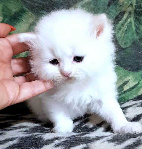 Cucciolo di persiani normotipici maschio  | Foto 0