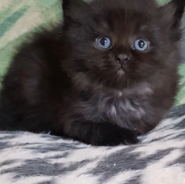 Cucciolo di persiani normotipici maschio  | Foto 4