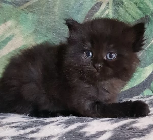 Cucciolo di persiani normotipici maschio  | Foto 3