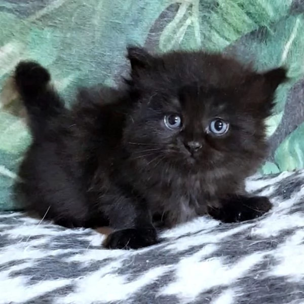 Cucciolo di persiani normotipici maschio  | Foto 2