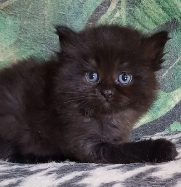 Cucciolo di persiani normotipici maschio  | Foto 1