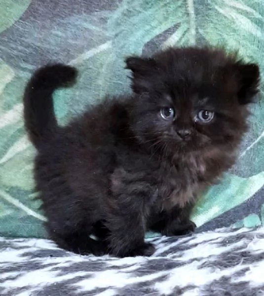 Cucciolo di persiani normotipici maschio 