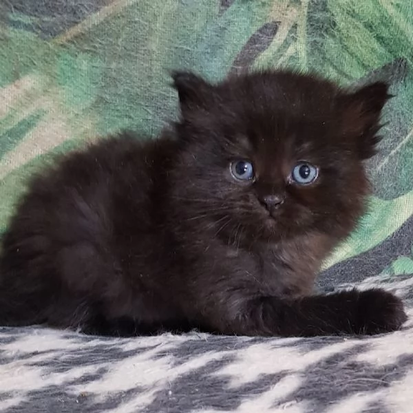 Cucciolo di persiani normotipici maschio  | Foto 0