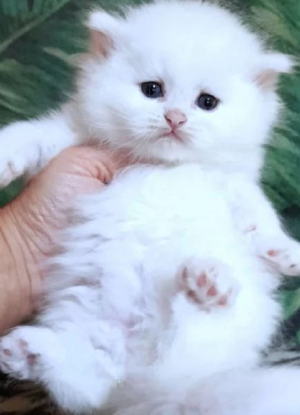 Cucciola di persiani normotipici femmina  | Foto 3