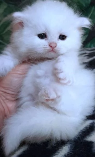 Cucciola di persiani normotipici femmina  | Foto 2