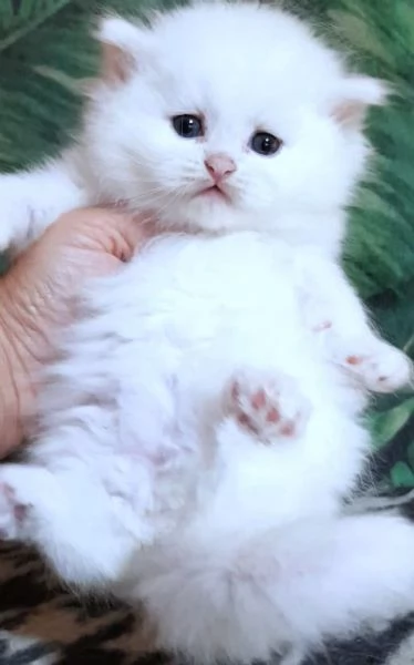 Cucciola di persiani normotipici femmina  | Foto 1