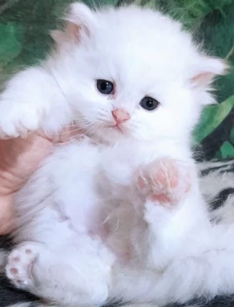 Cucciola di persiani normotipici femmina 