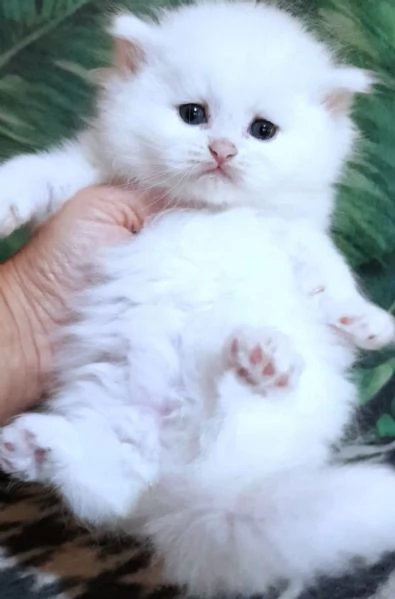 Cucciola di persiani normotipici femmina  | Foto 0