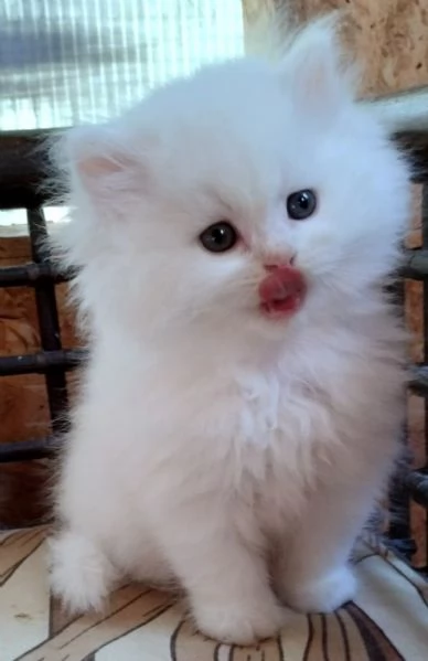 Cucciola di persiani normotipici femmina  | Foto 4