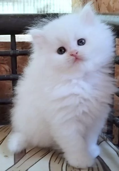 Cucciola di persiani normotipici femmina  | Foto 3