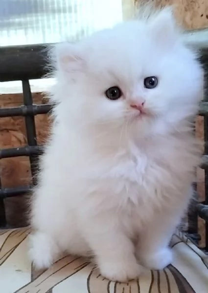 Cucciola di persiani normotipici femmina  | Foto 2