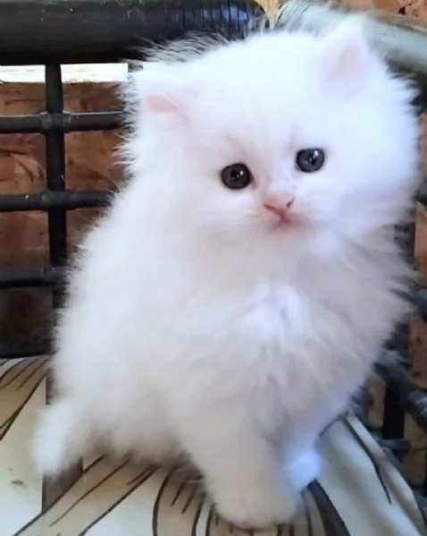 Cucciola di persiani normotipici femmina  | Foto 1