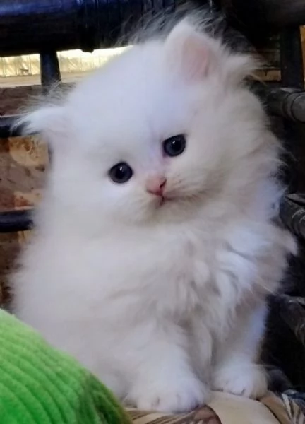 Cucciola di persiani normotipici femmina 