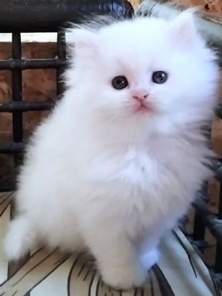 Cucciola di persiani normotipici femmina  | Foto 0