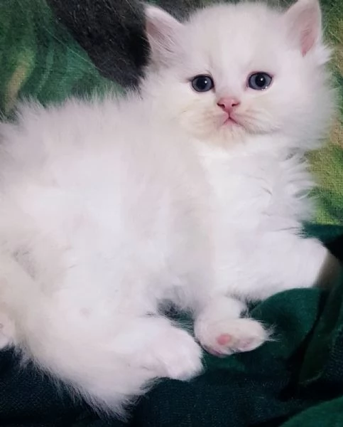 Cucciolo di persiani normotipici maschio  | Foto 2