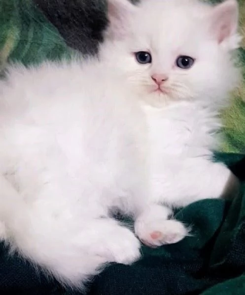 Cucciolo di persiani normotipici maschio  | Foto 1