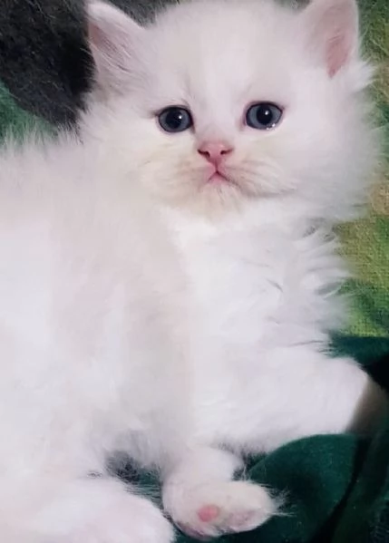 Cucciolo di persiani normotipici maschio  | Foto 0