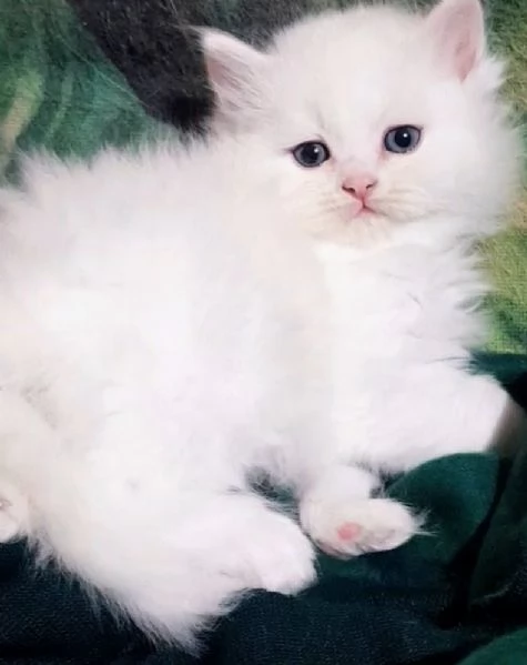 Cucciolo di persiani normotipici maschio 