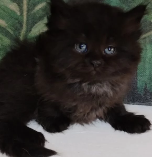 cucciolo nero di persiani normotipici maschio  | Foto 3