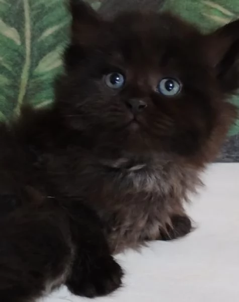 cucciolo nero di persiani normotipici maschio  | Foto 2