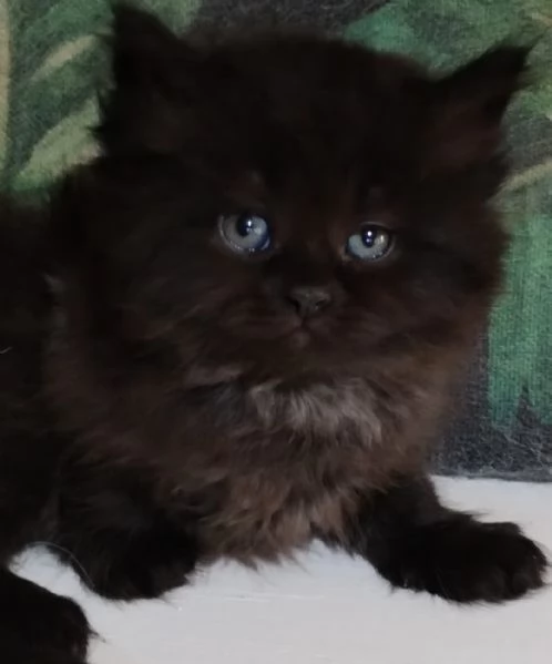 cucciolo nero di persiani normotipici maschio  | Foto 1
