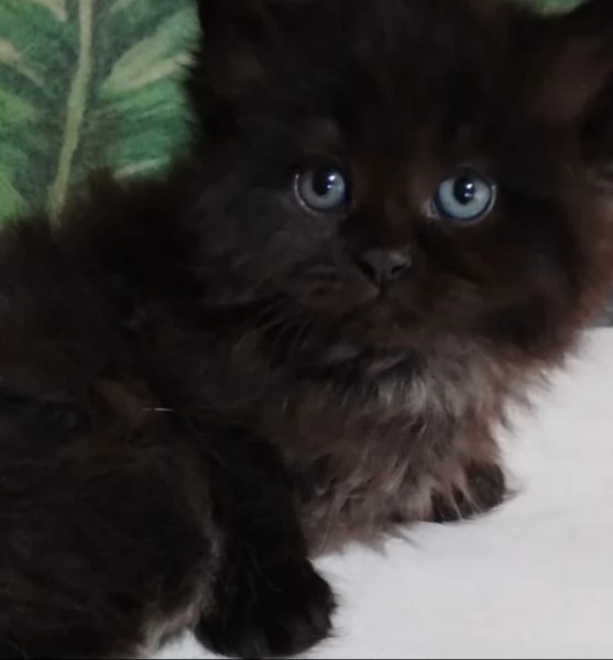 cucciolo nero di persiani normotipici maschio  | Foto 0