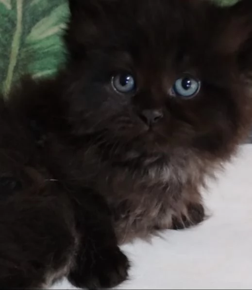 cucciolo nero di persiani normotipici maschio 