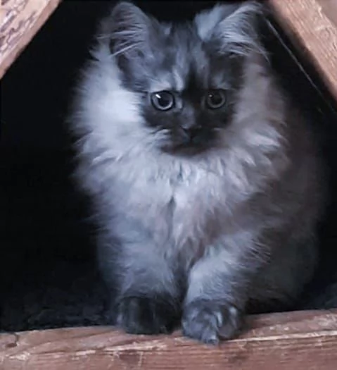 Cucciolo di persiani normotipici maschio  | Foto 6