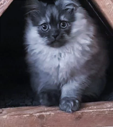 Cucciolo di persiani normotipici maschio  | Foto 5