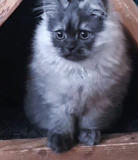 Cucciolo di persiani normotipici maschio  | Foto 3