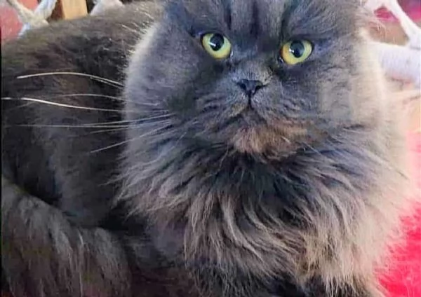 Cucciolo di persiani normotipici maschio  | Foto 2