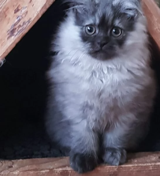 Cucciolo di persiani normotipici maschio  | Foto 1