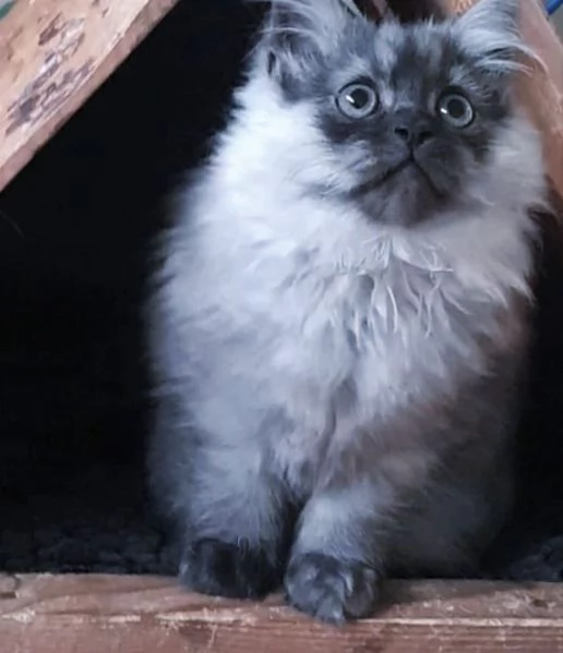 Cuccioli di persiani normotipici MASCHI | Foto 5