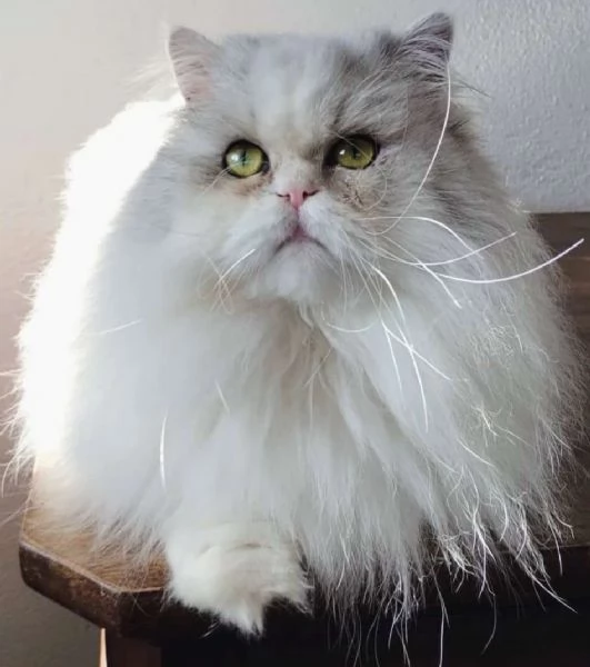 Cuccioli di persiani normotipici MASCHI | Foto 6