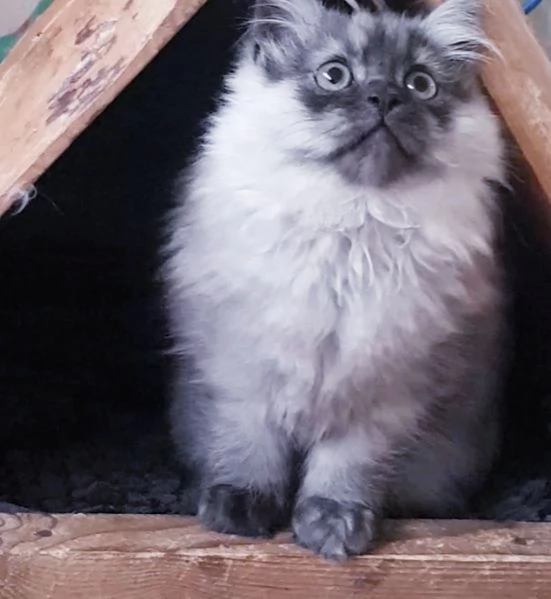 Cuccioli di persiani normotipici MASCHI | Foto 4